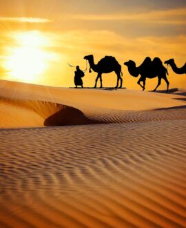 Camel Safari